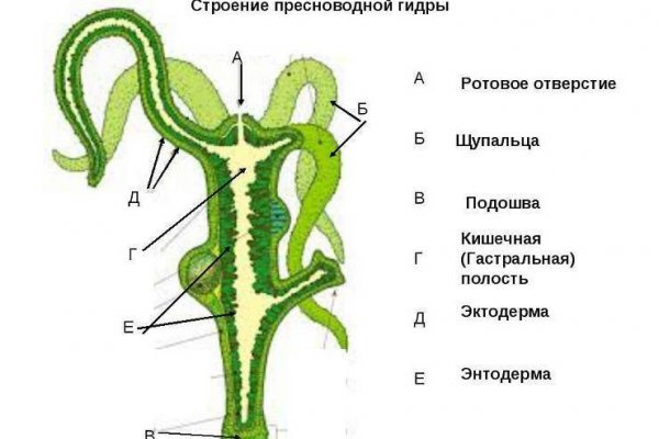 Кракен 17