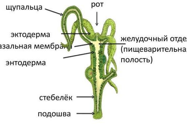 Kraken россия